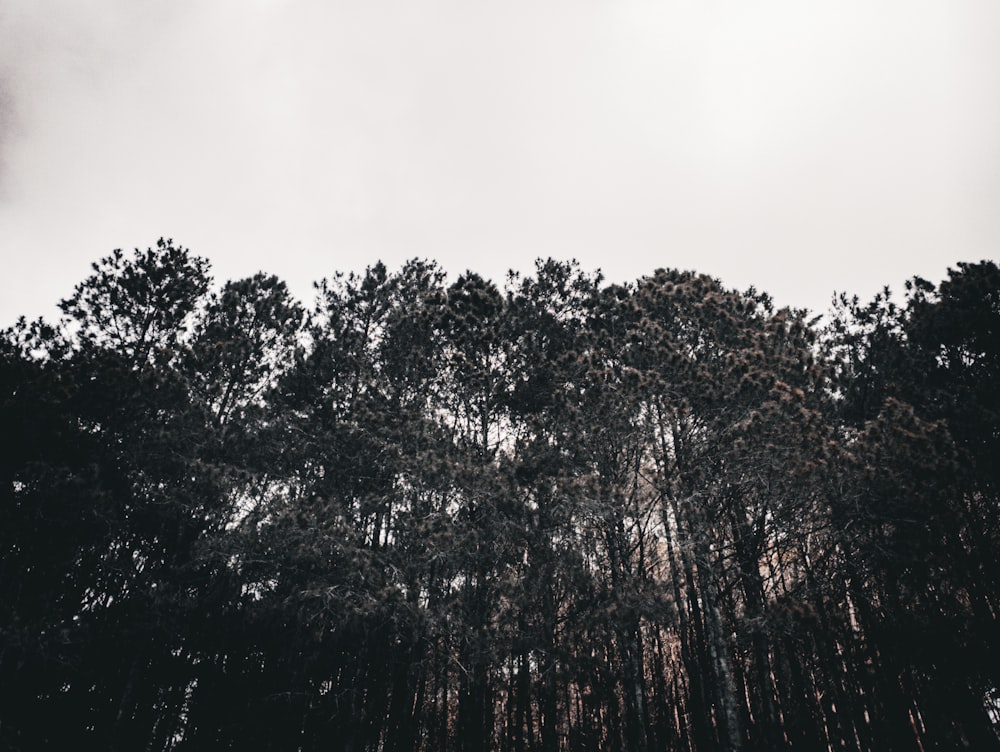 a group of trees that are next to each other