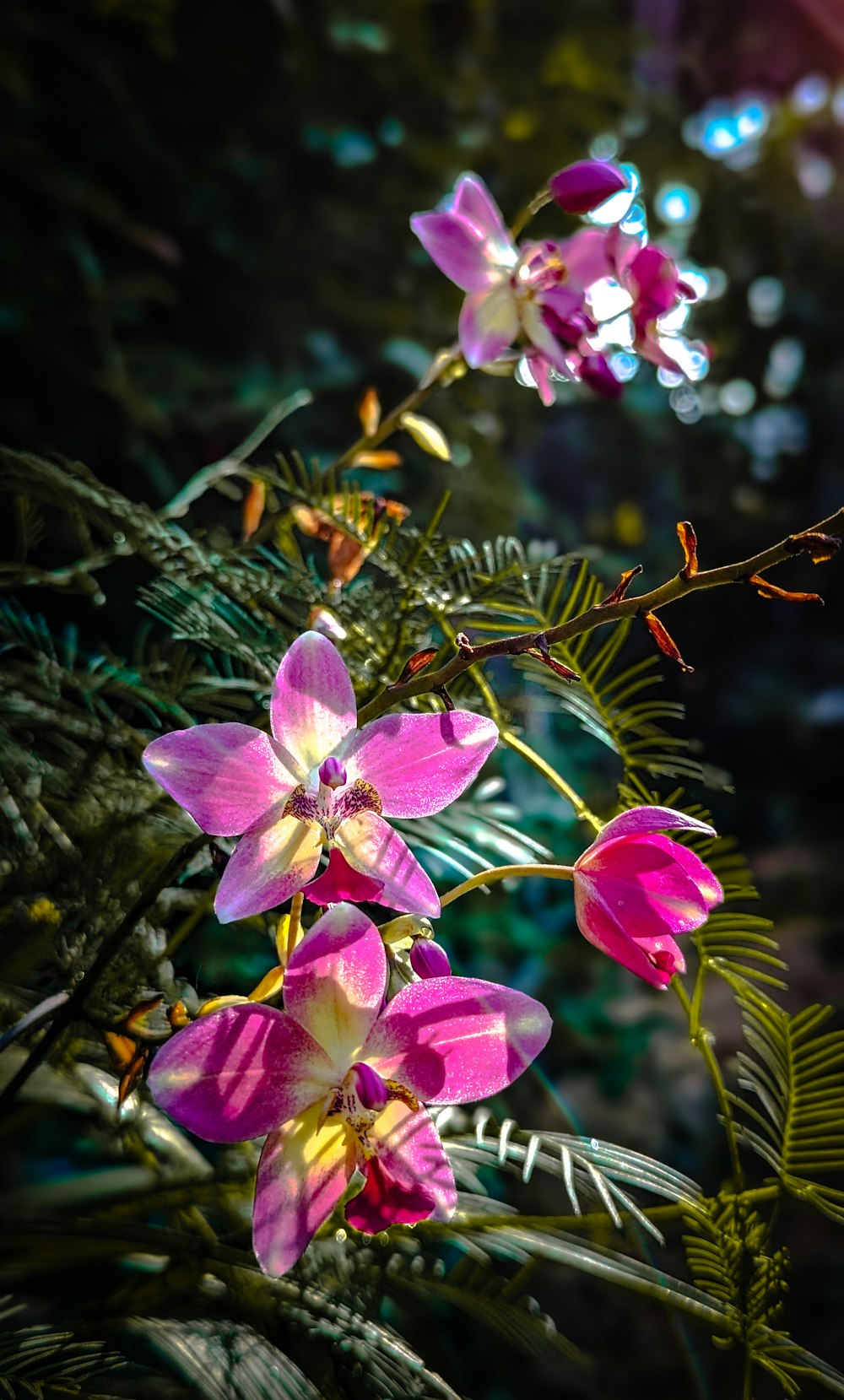 a close up of pink flowers on a tree