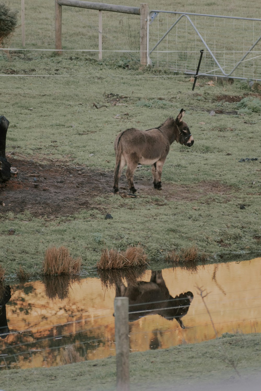 a donkey standing in a field next to a puddle of water