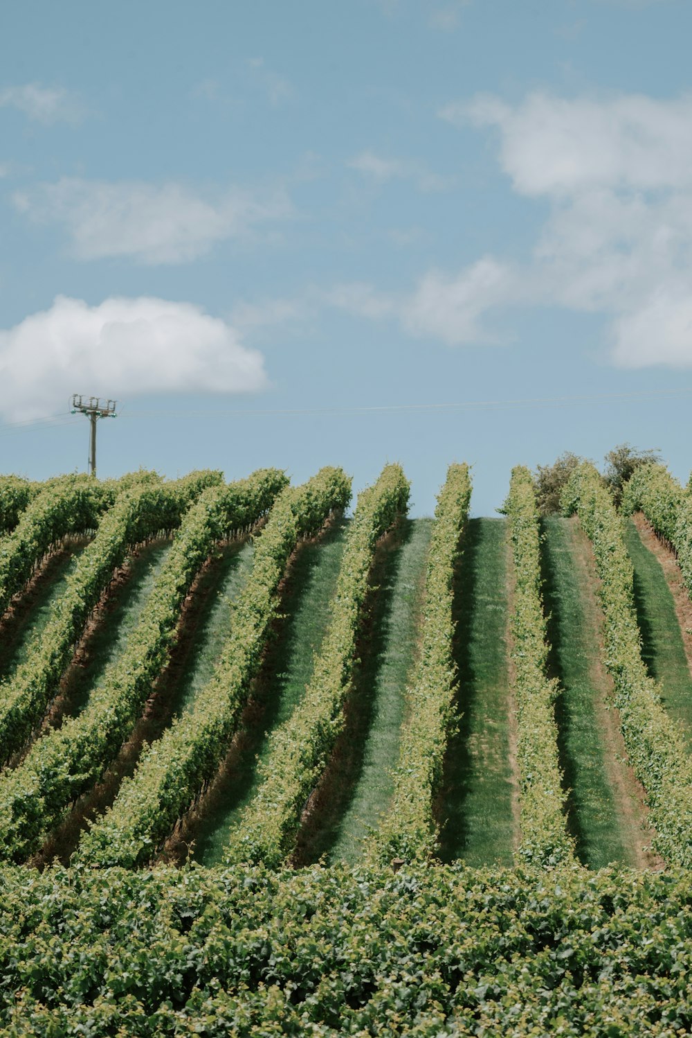 a field of green plants with a telephone pole in the distance