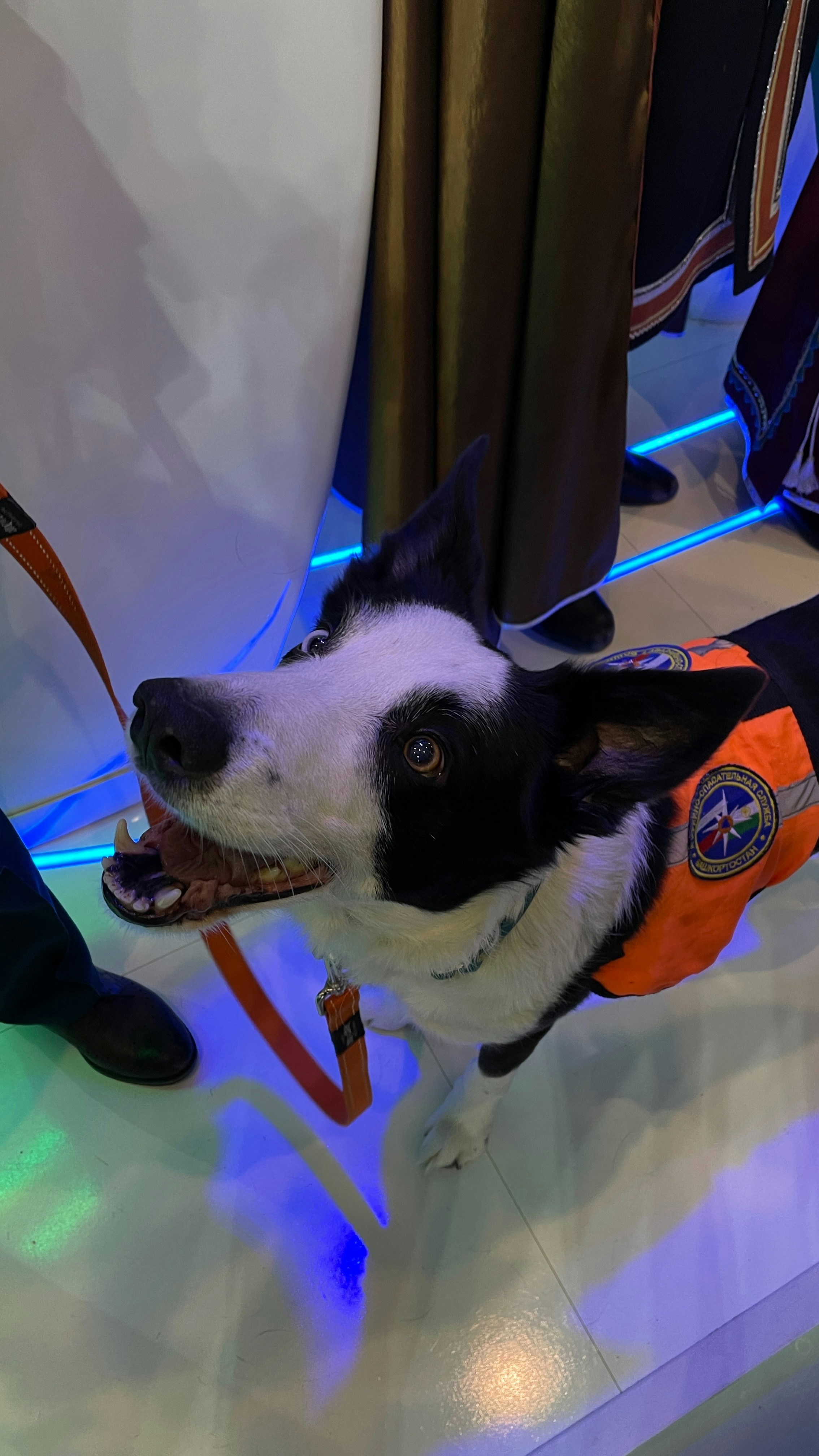 Well-organized dog first aid kit with medical supplies