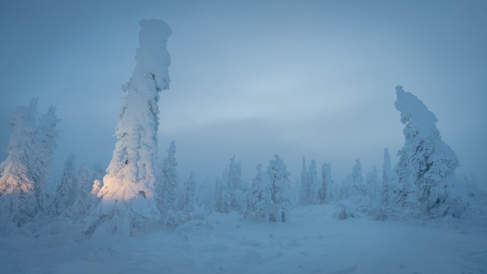 a snowy landscape with trees and a light in the distance