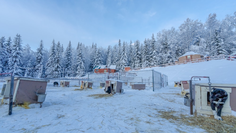 a group of animals standing on top of a snow covered field