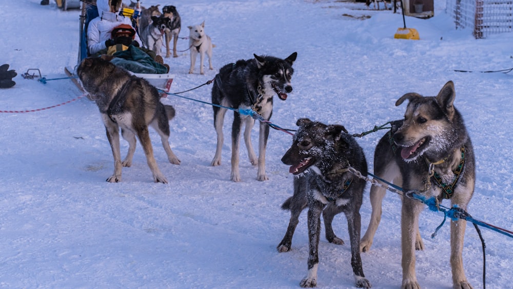 a group of dogs pulling a sled with people on it