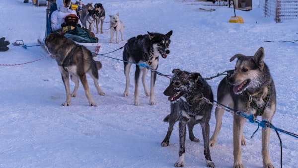 Dog Sledding