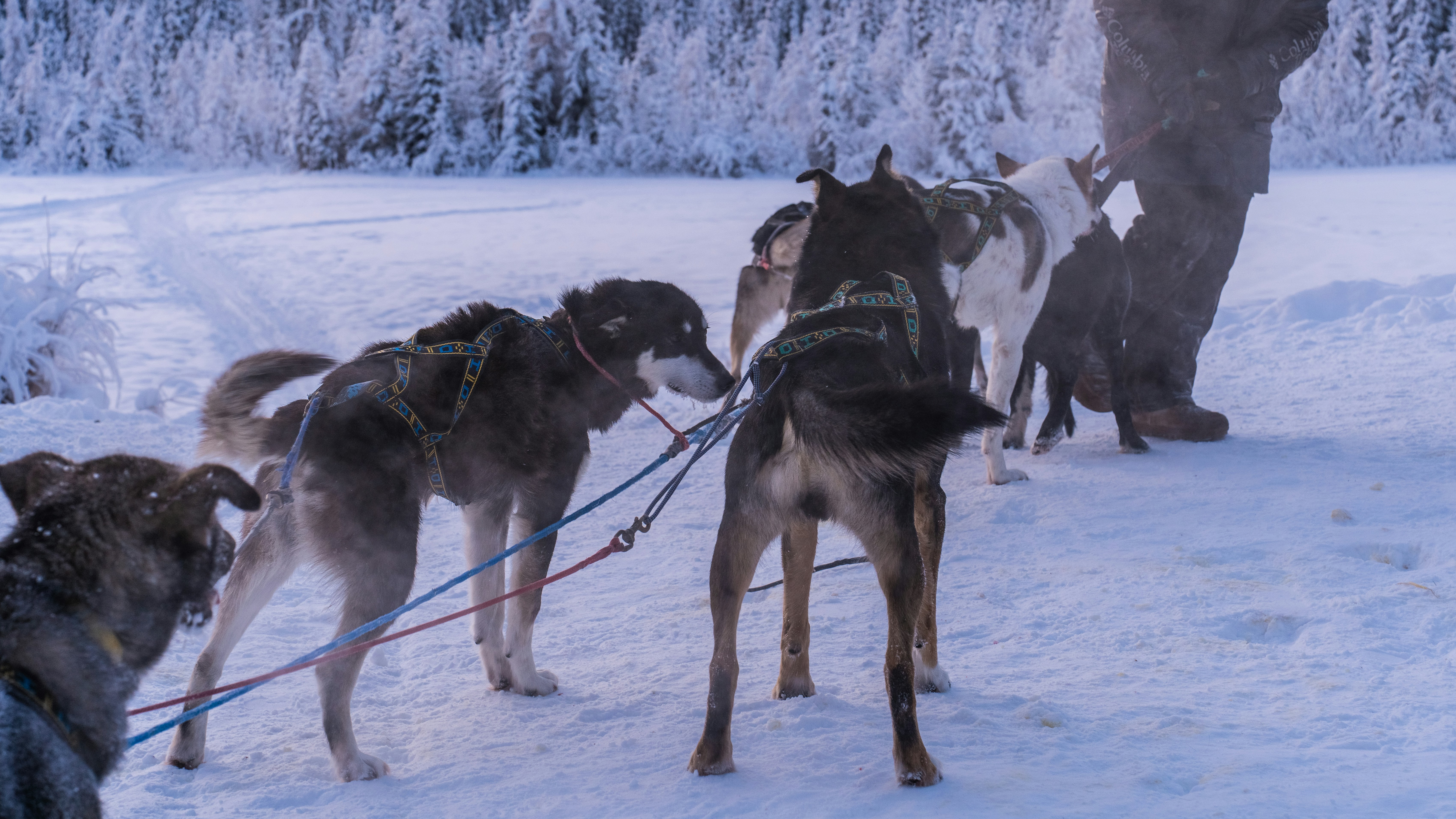 a group of dogs pulling a man on a sled, 