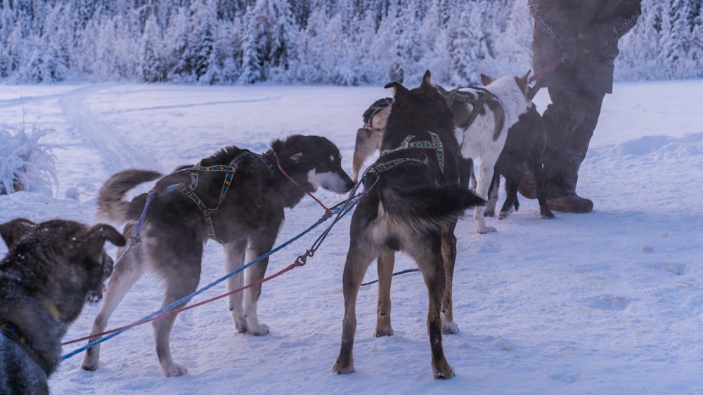 a group of dogs pulling a man on a sled