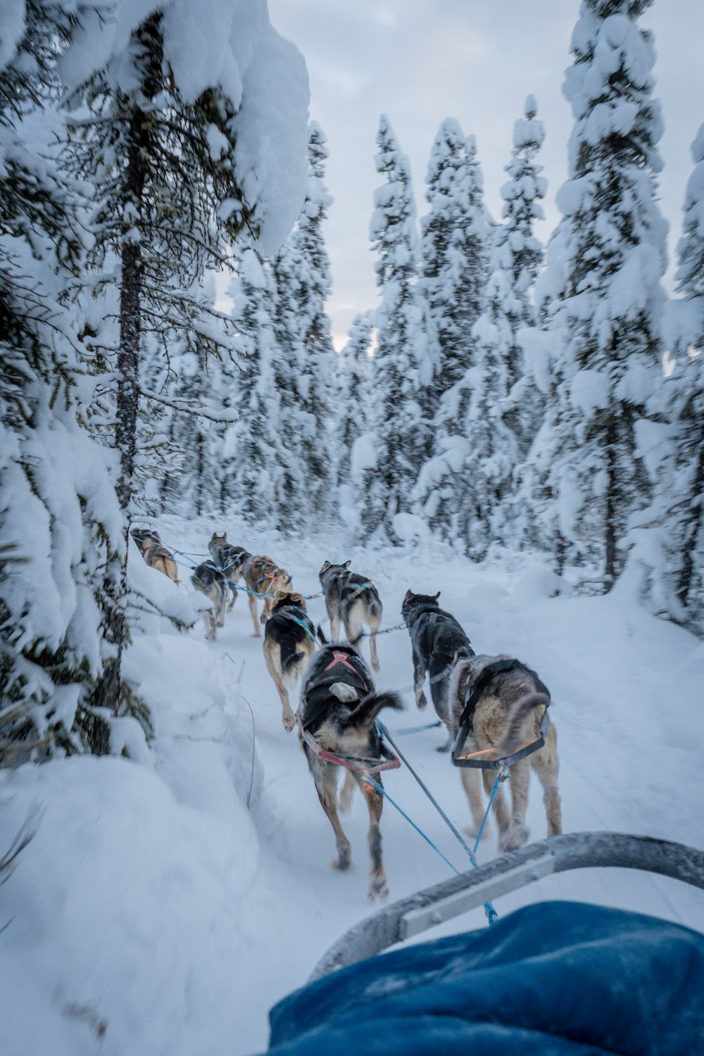 Ein Mann fährt einen Schlitten, der von Hunden im Schnee gezogen wird