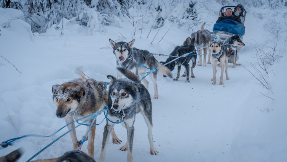 Eine Gruppe von Hunden, die eine Person auf einem Schlitten ziehen