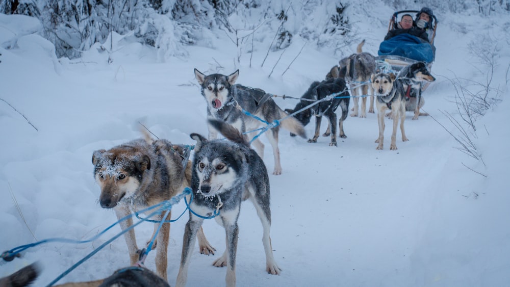 a group of dogs pulling a person on a sled