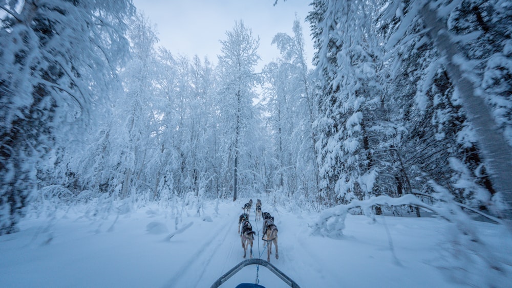 a group of people riding on the back of a sled down a snow covered