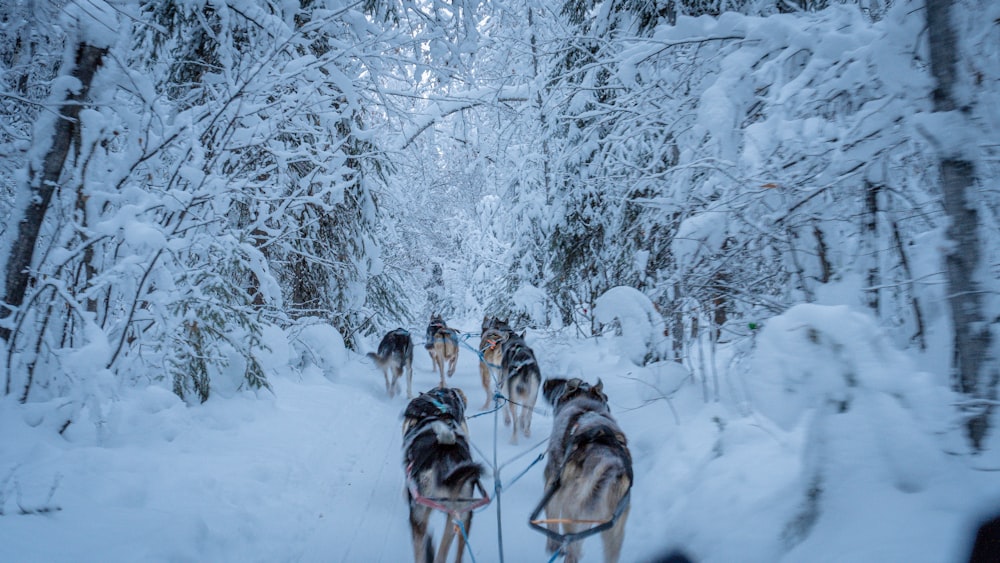 a group of dogs pulling a sled through the snow