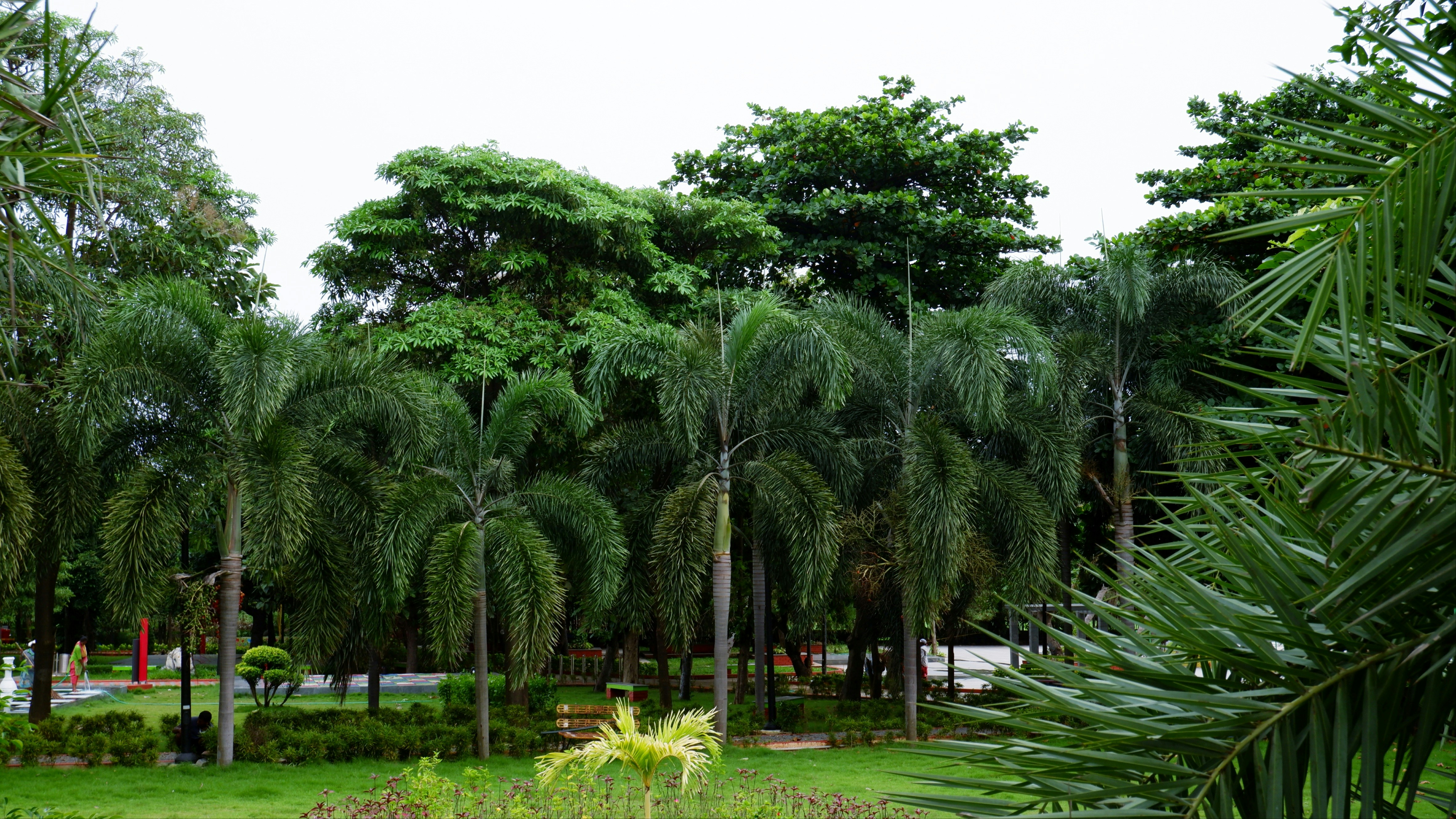 a lush green park filled with lots of trees