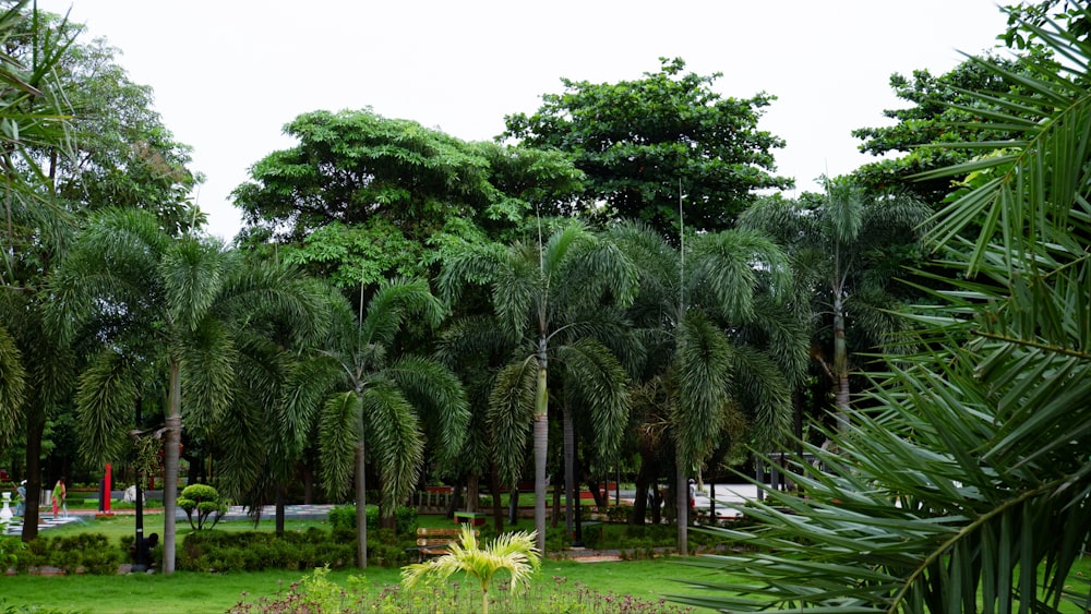 Un parco verde lussureggiante pieno di molti alberi