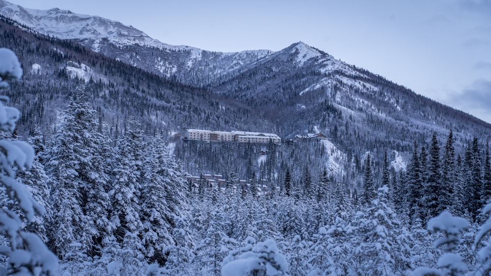 a train traveling through a snow covered forest