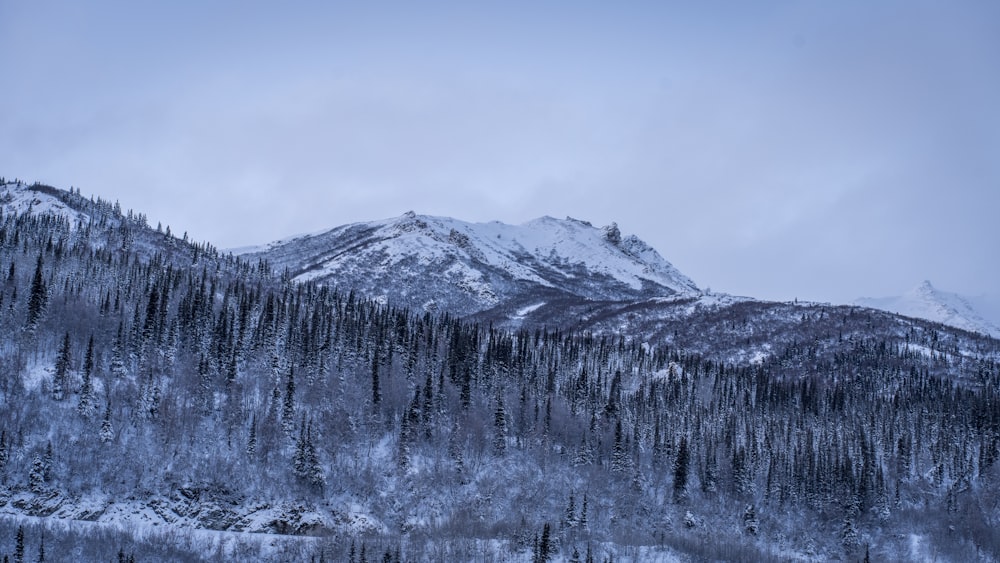 a mountain covered in snow with trees in the foreground