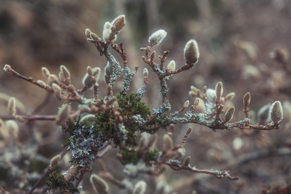 a close up of a plant with snow on it