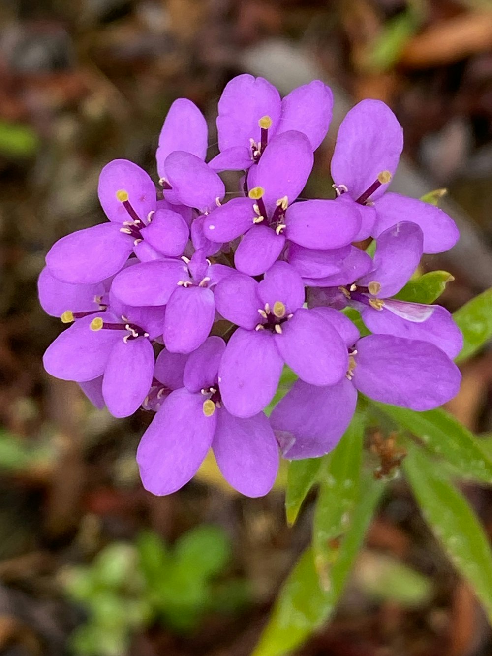 a close up of a purple flower on a plant