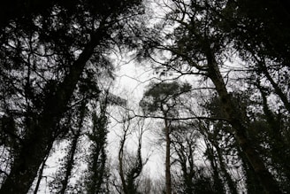 a forest filled with lots of tall trees