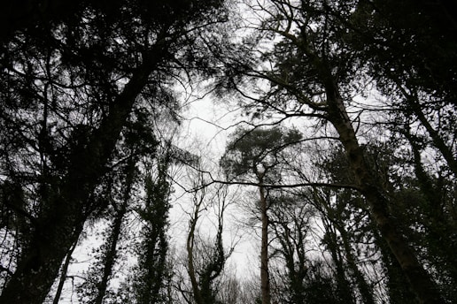 a forest filled with lots of tall trees