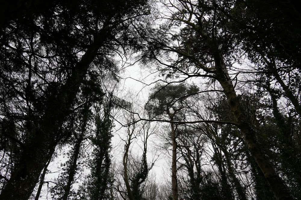 a forest filled with lots of tall trees