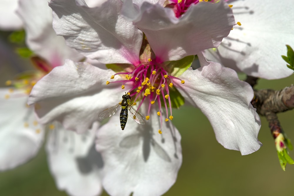 a bee is sitting on a white flower