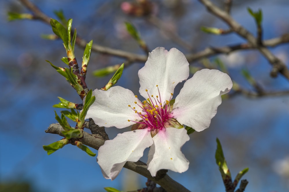 a close up of a flower on a tree