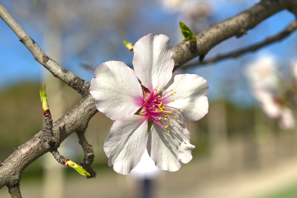 a close up of a flower on a tree