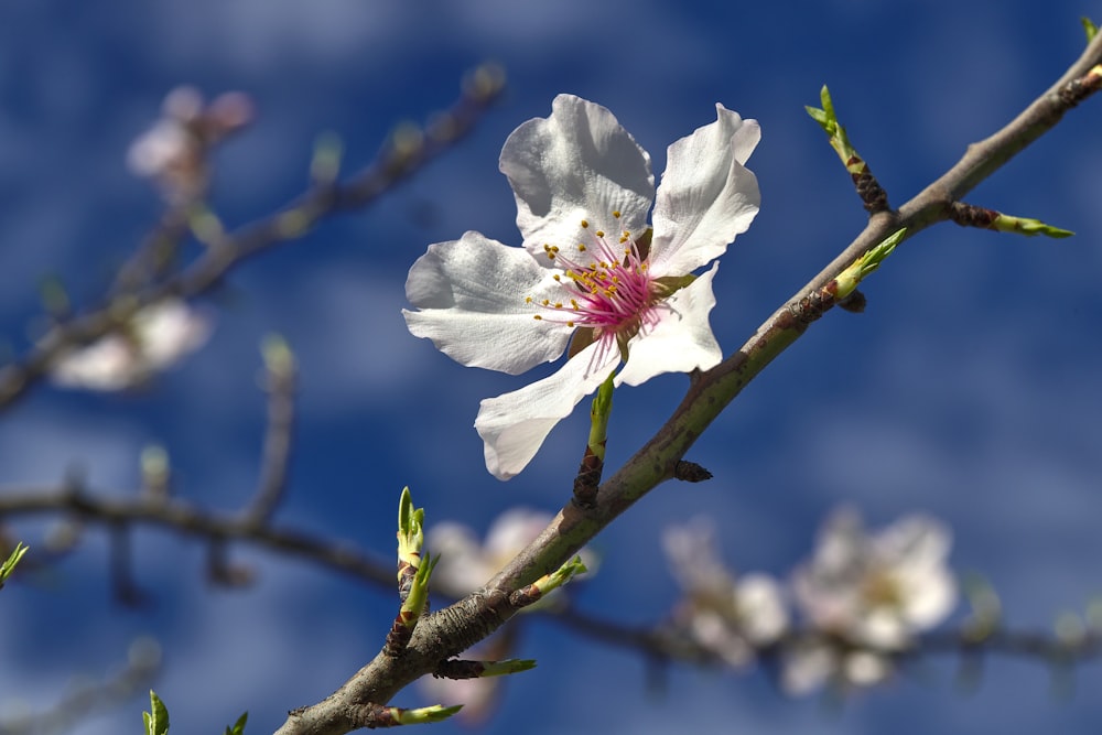 a close up of a flower on a tree branch