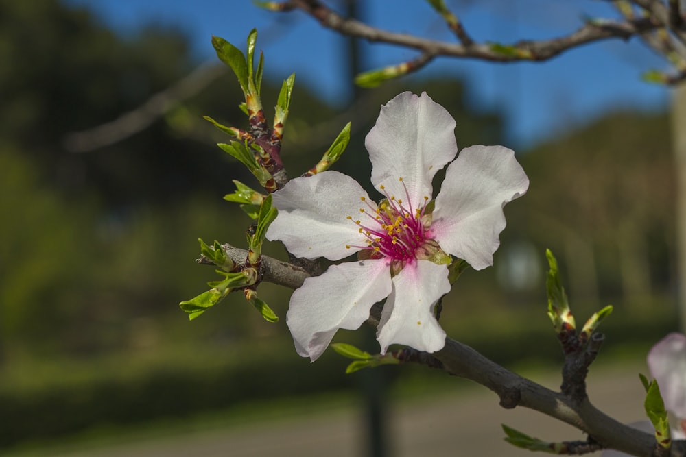 a close up of a flower on a tree branch