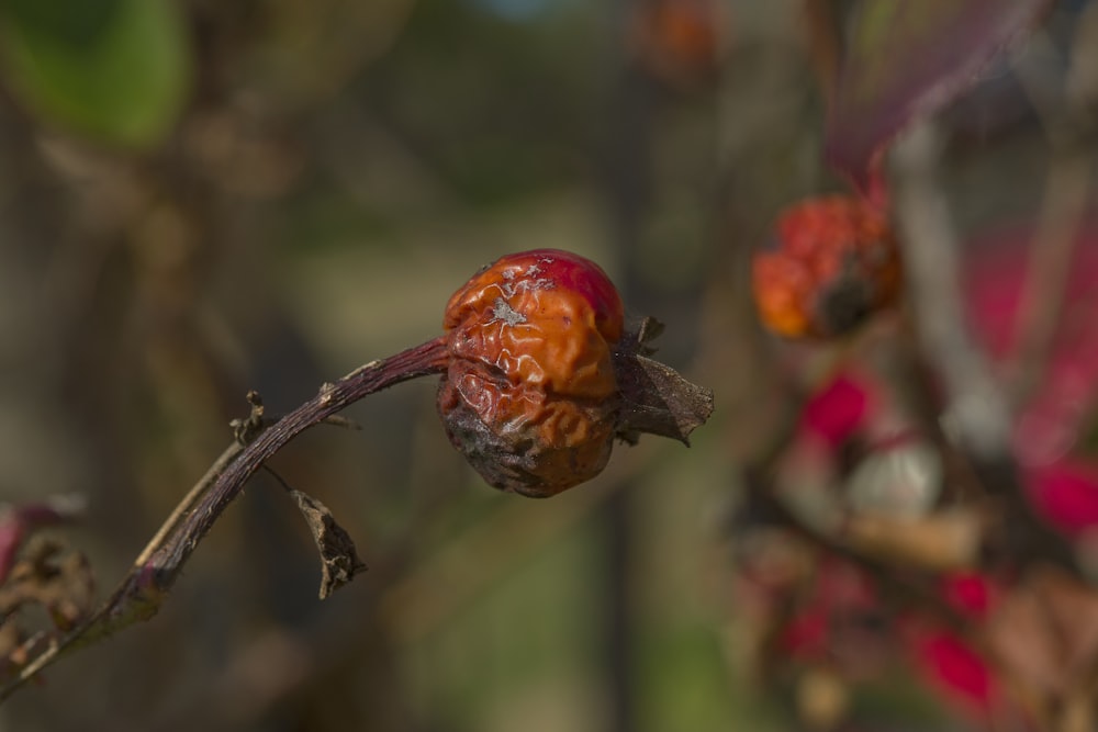 a close up of a flower on a tree branch