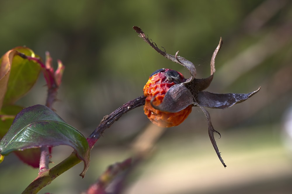 a close up of a flower on a tree branch