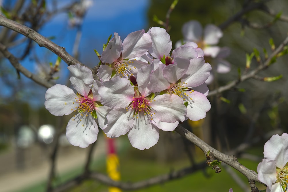 a close up of a flower on a tree branch