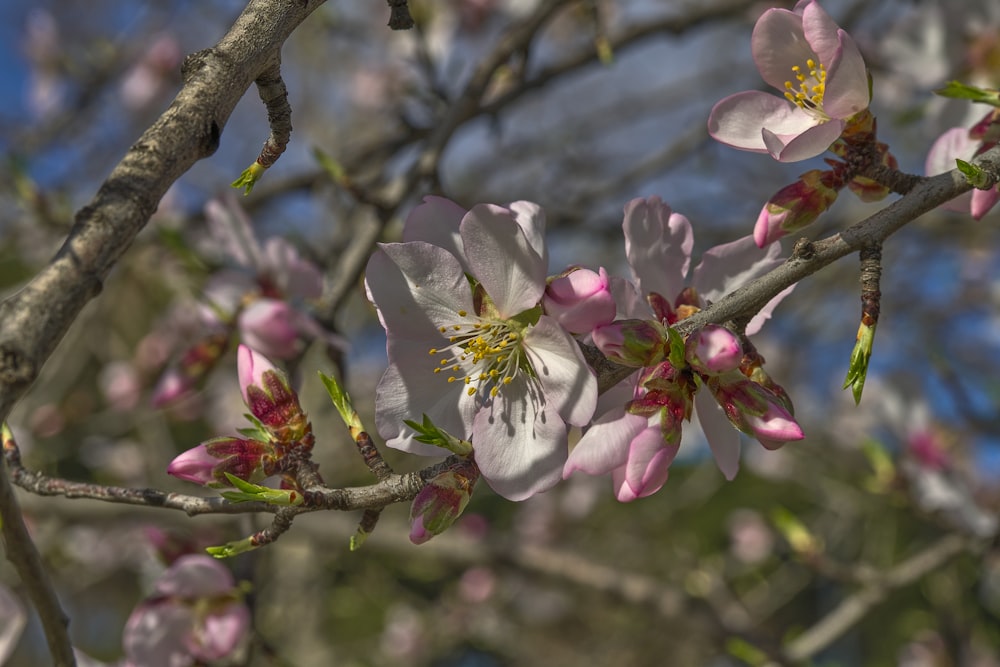 a close up of a tree with pink flowers