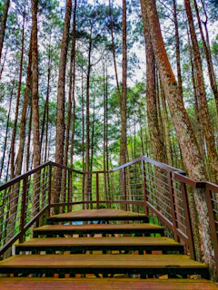 a wooden staircase in the middle of a forest