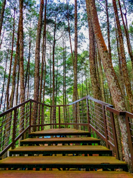 a wooden staircase in the middle of a forest