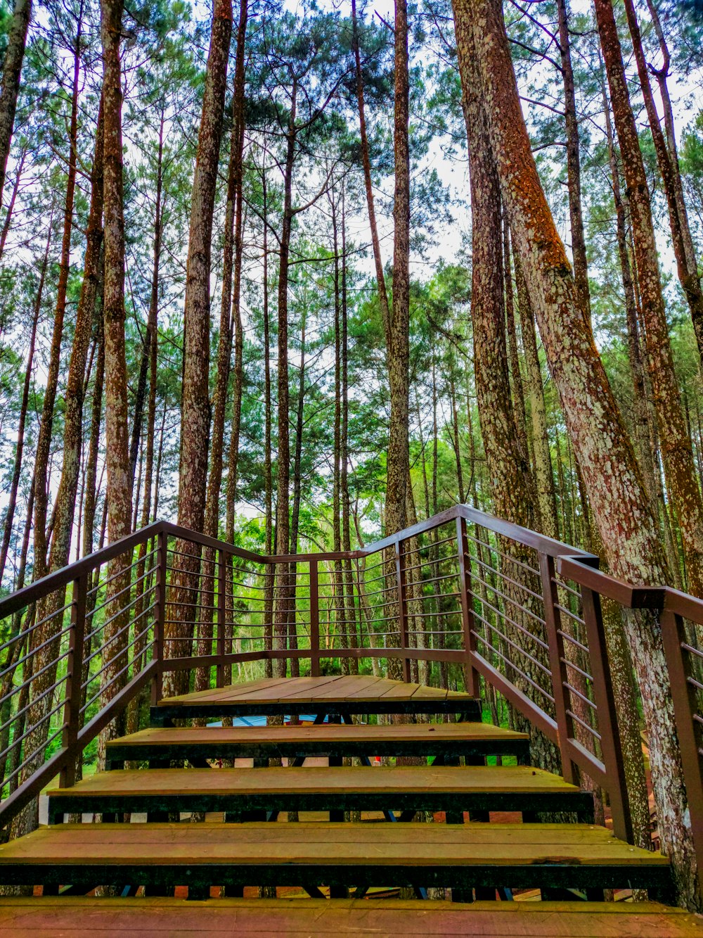 a wooden staircase in the middle of a forest