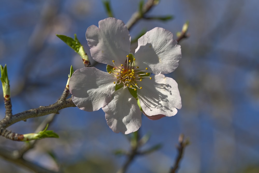 un primo piano di un fiore su un ramo di un albero