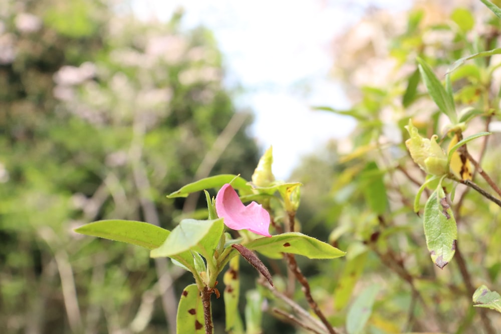 a pink flower with green leaves in the background