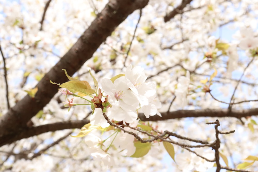 un árbol con flores blancas y hojas verdes