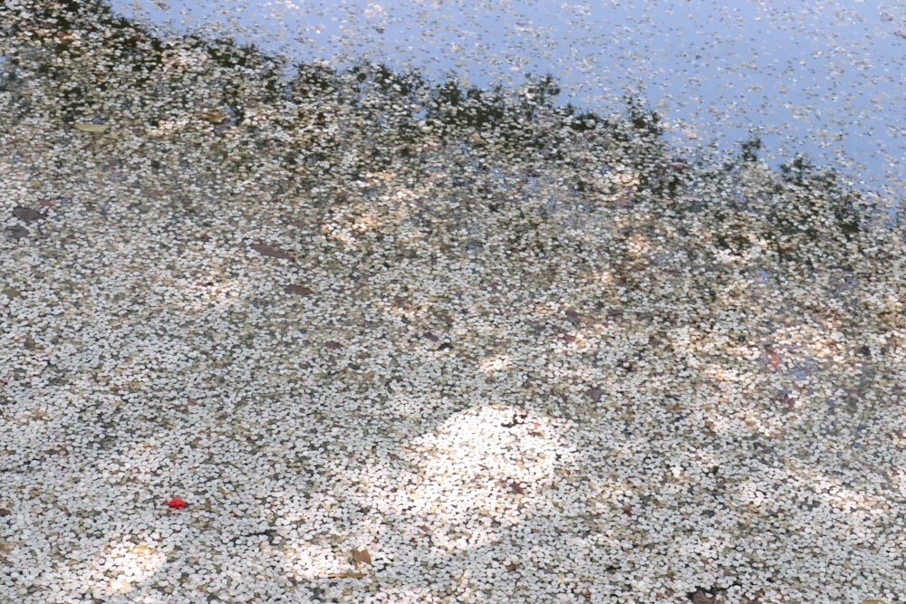 a bird is standing on the edge of a body of water