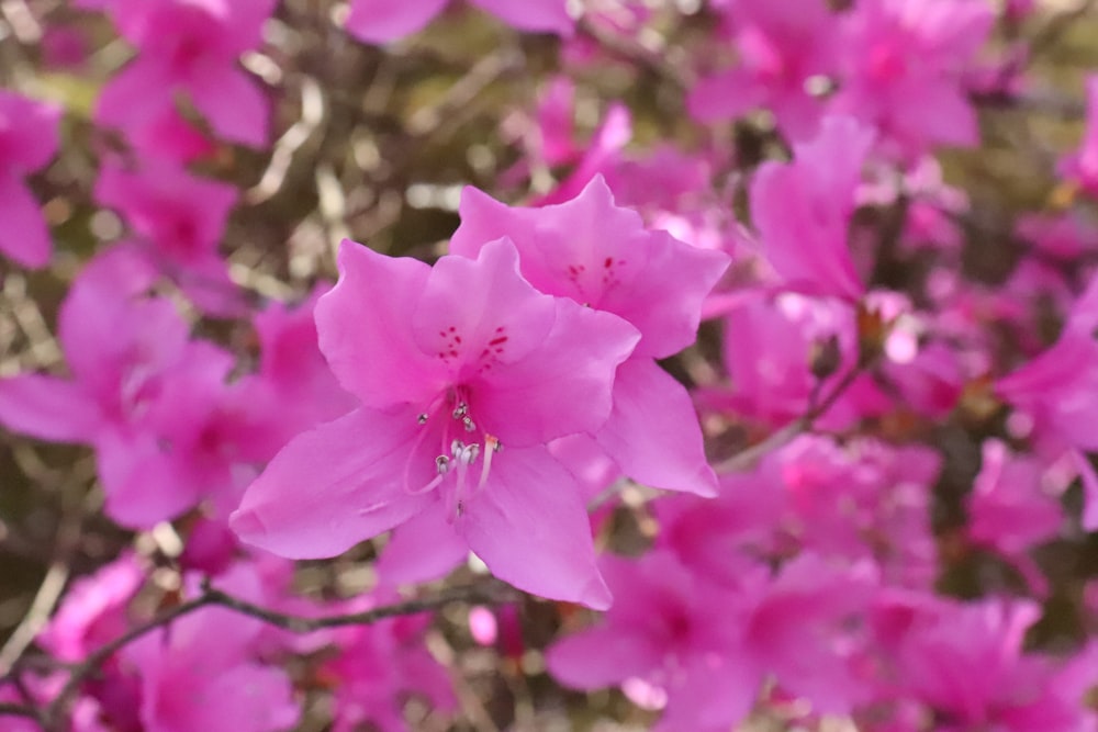 a close up of a pink flower on a tree