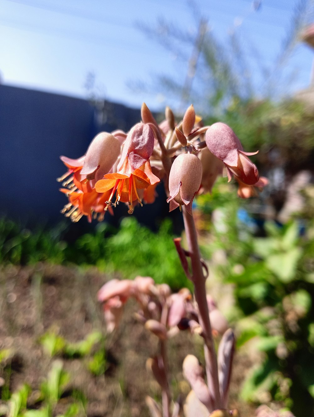 a close up of a flower in a garden