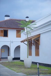 a white building with a palm tree in front of it