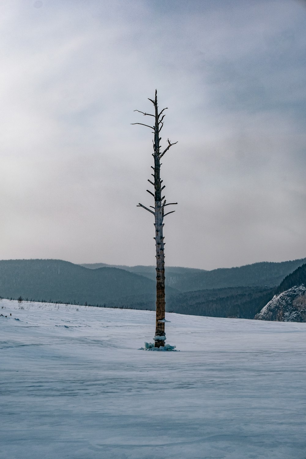 a lone tree standing in the middle of a snow covered field