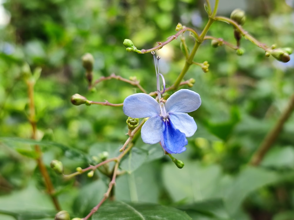 a blue flower with green leaves in the background