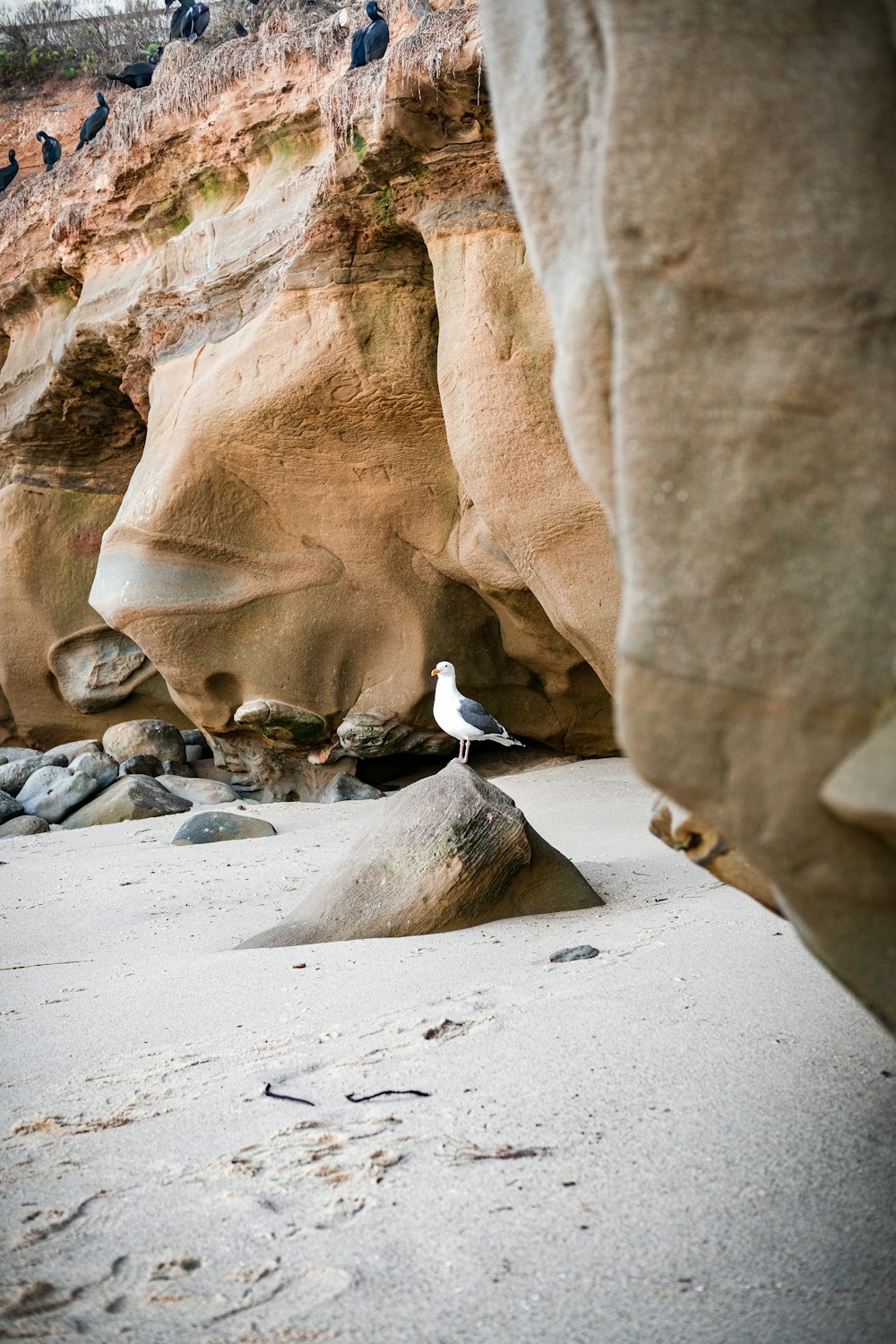 a seagull standing on a beach next to a cliff
