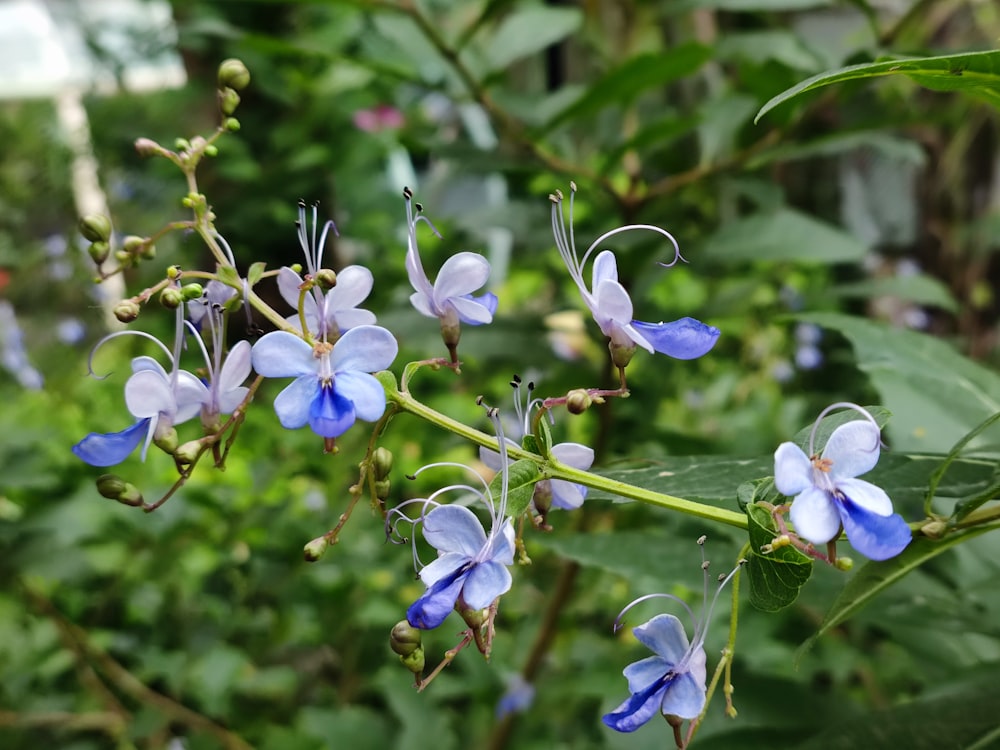 a close up of a bunch of blue flowers