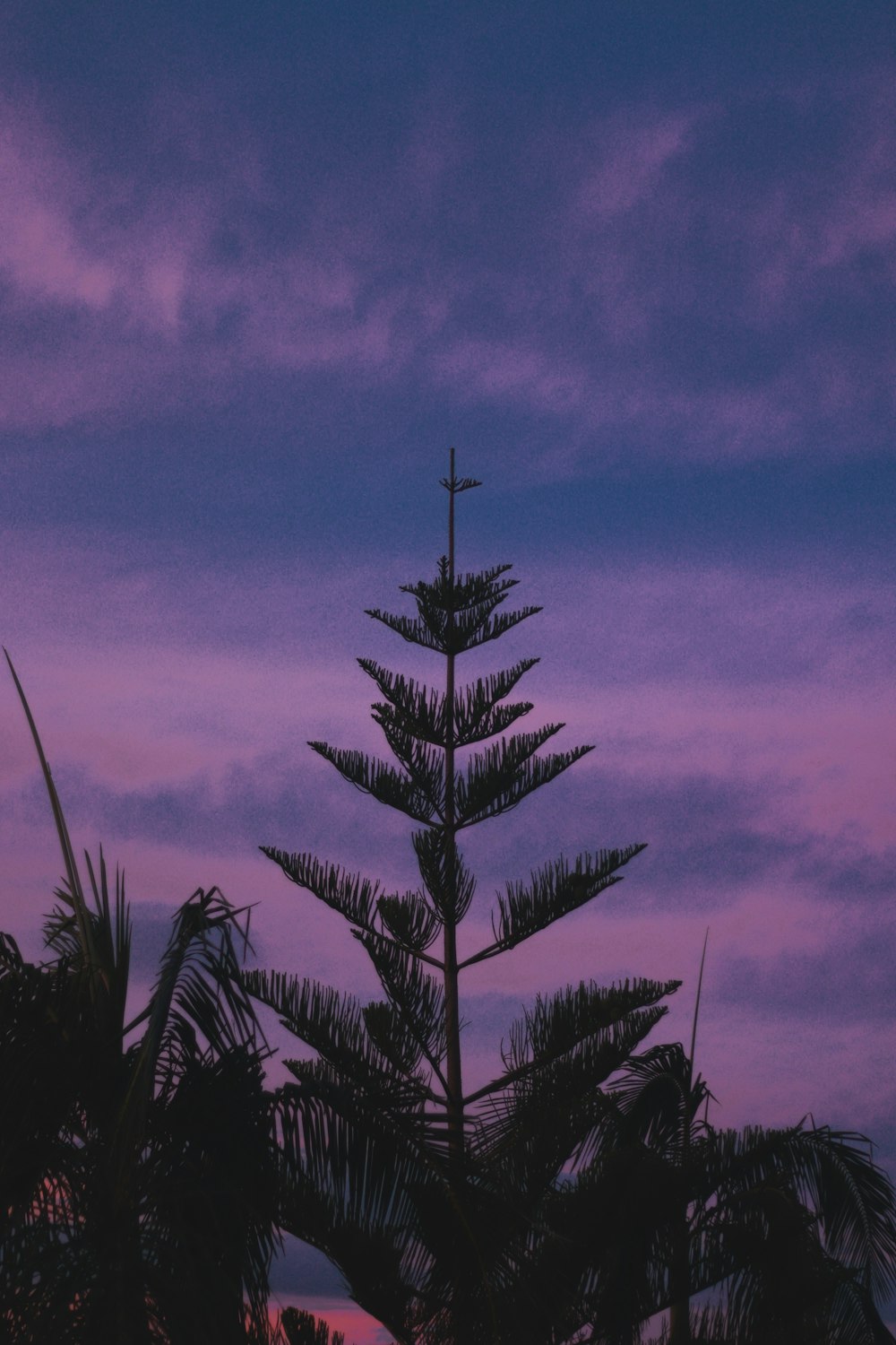 a tall tree sitting under a purple sky