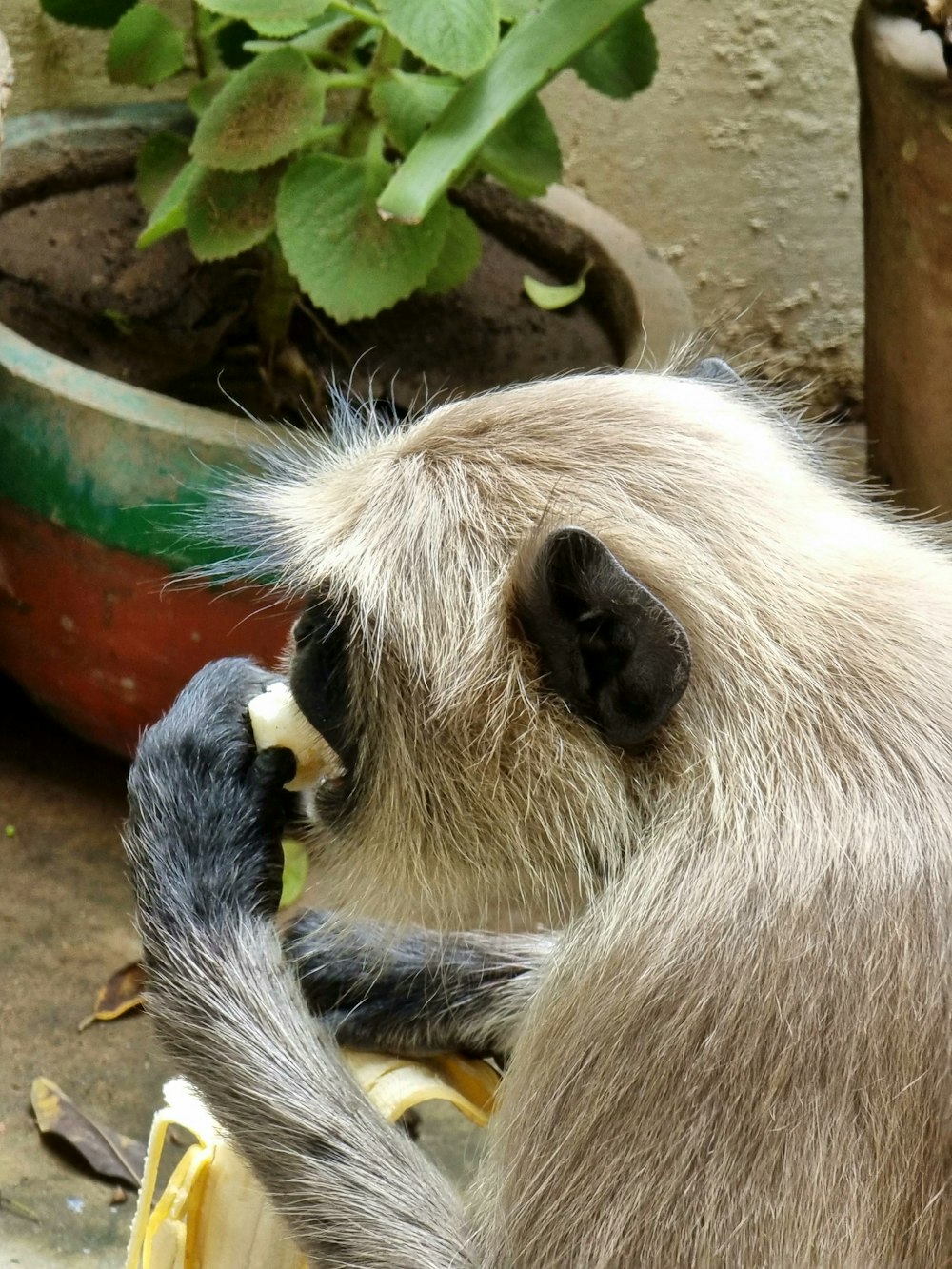 a monkey is eating a banana in front of a potted plant